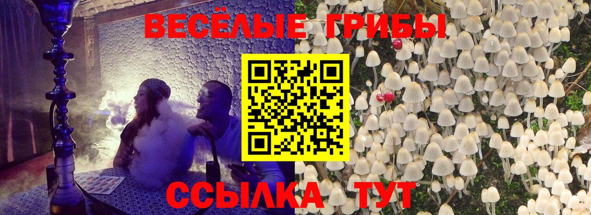 Галлюциногенные грибы Psilocybine cubensis  купить  цена  Камышлов  Вход с VPN  Псилоцибиновые грибы Psilocybe 